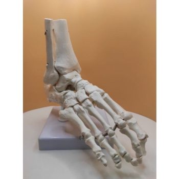 Anatómiai láb modellek